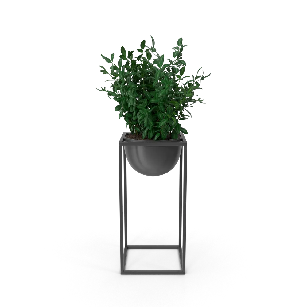 House Showpiece Plant