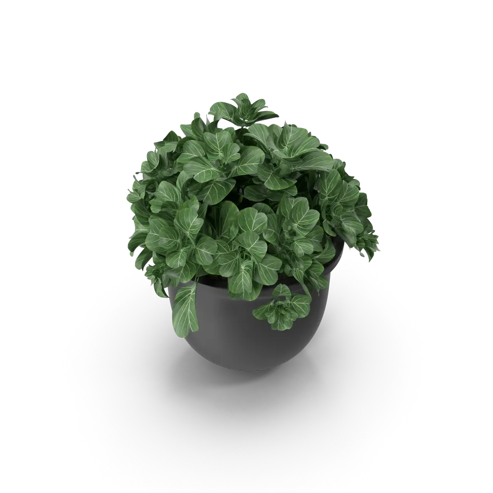 Plant Pot